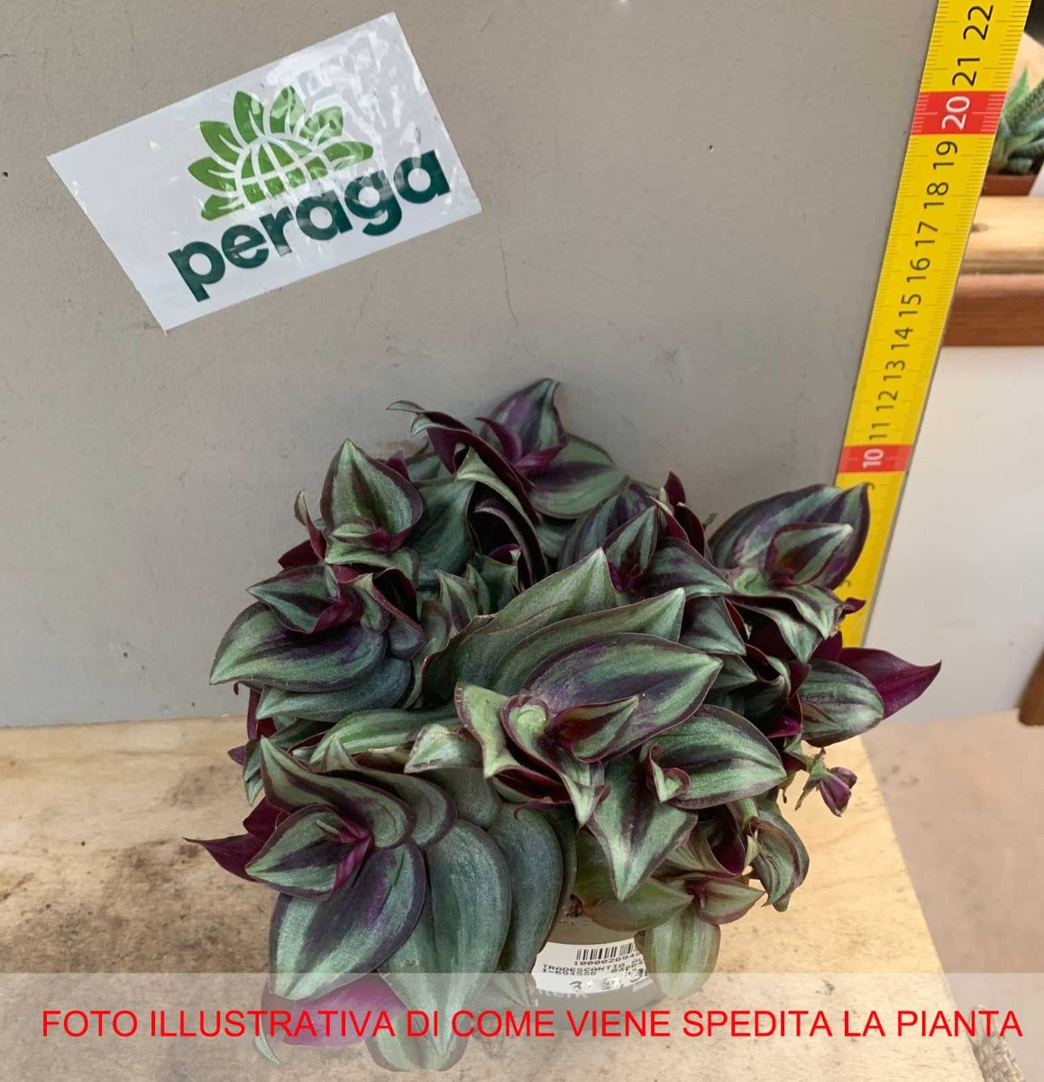TRADESCANTIA ALBIFLORA VASO 10.5CM