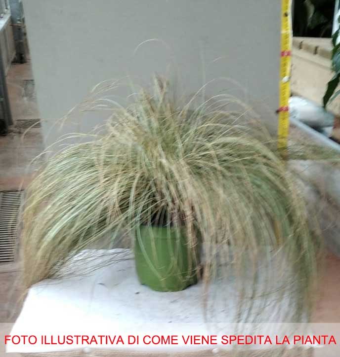 CAREX IN VASO 17CM