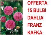 OFFERTA 15 BULBI DAHLIA POMPON FRANZ KAFKA