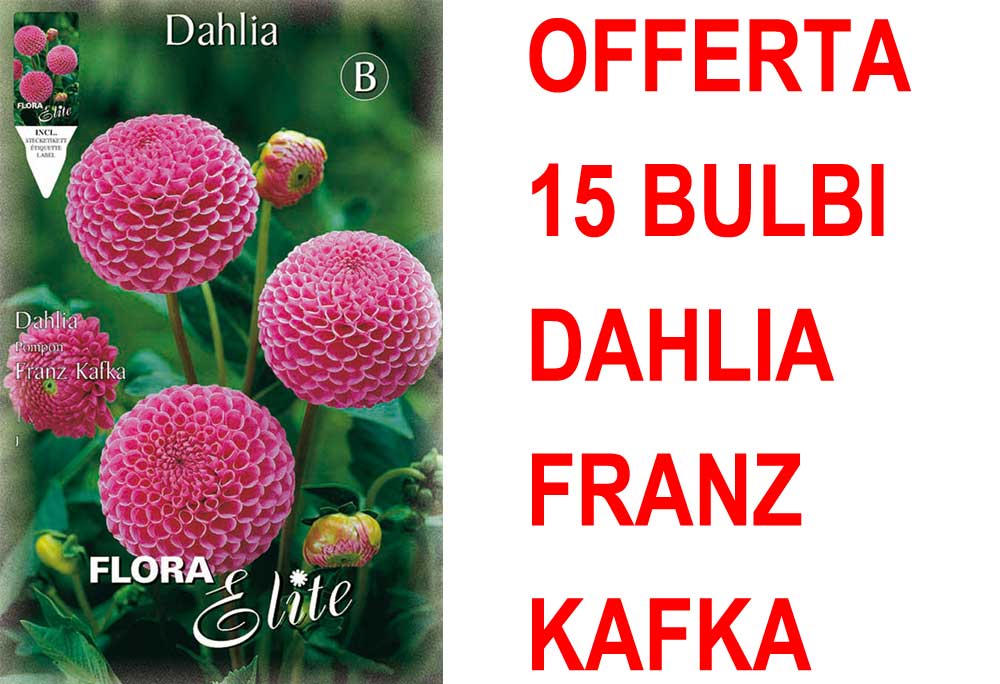 OFFERTA 15 BULBI DAHLIA POMPON FRANZ KAFKA