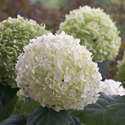 ORTENSIA HYDRANGEA ARBORESCENS STRONG ANNABELLE VASO 18CM