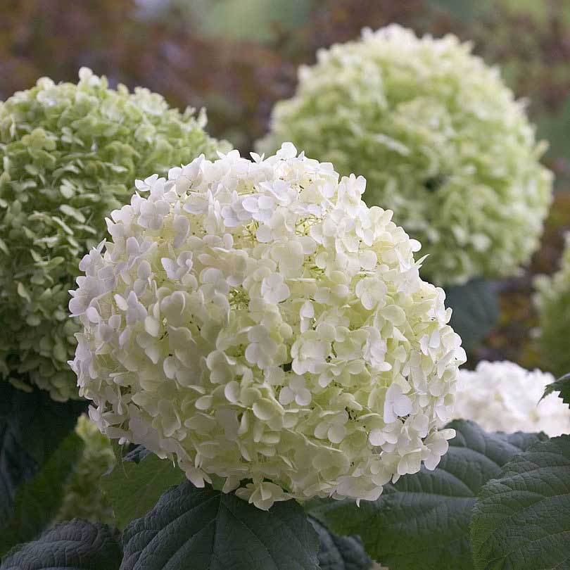 ORTENSIA HYDRANGEA ARBORESCENS STRONG ANNABELLE VASO 18CM