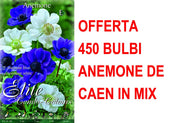 OFFERTA 450 BULBI ANEMONE DE CAEN MIX BLU E WHITE