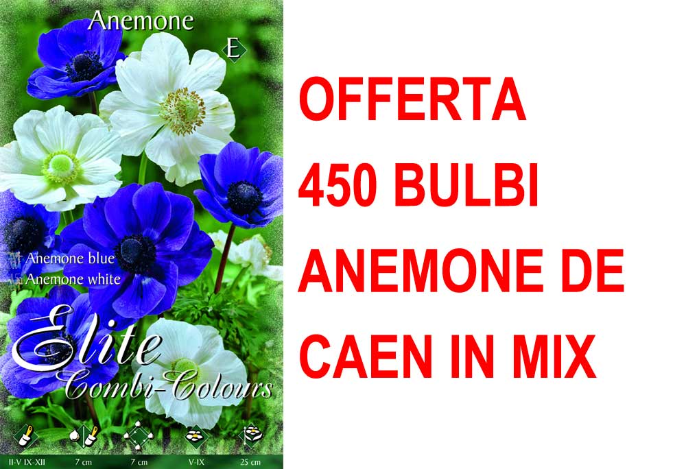 OFFERTA 450 BULBI ANEMONE DE CAEN MIX BLU E WHITE