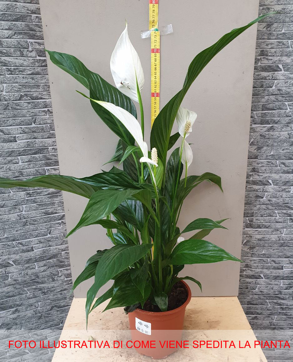 SPATHIPHYLLUM BRAVO BIANCO VASO 17CM