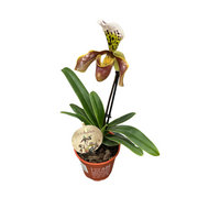 ORCHIDEA PAPHIOPEDILUM VASO 12CM