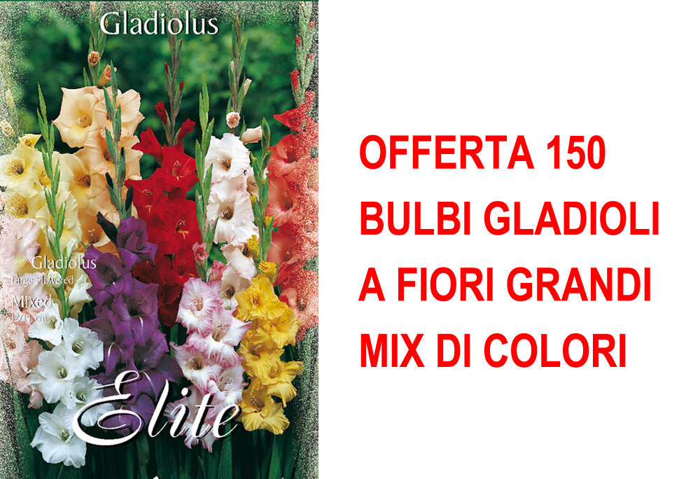 OFFERTA 150 BULBI GLADIOLI A FIORI GRANDI MIX DI COLORI