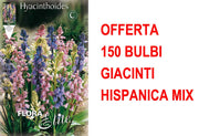 OFFERTA 150 BULBI GIACINTO HYACINTHOIDES HISPANICA MIX