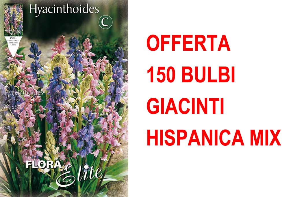 OFFERTA 150 BULBI GIACINTO HYACINTHOIDES HISPANICA MIX