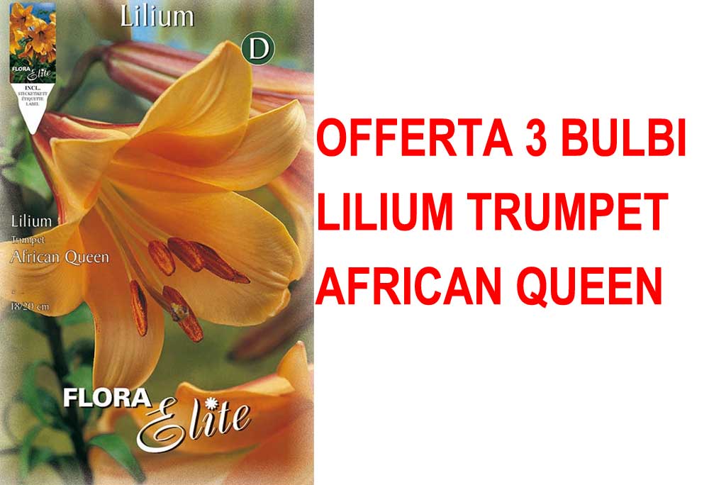 OFFERTA 3 BULBI LILIUM TRUMPET AFRICAN QUEEN