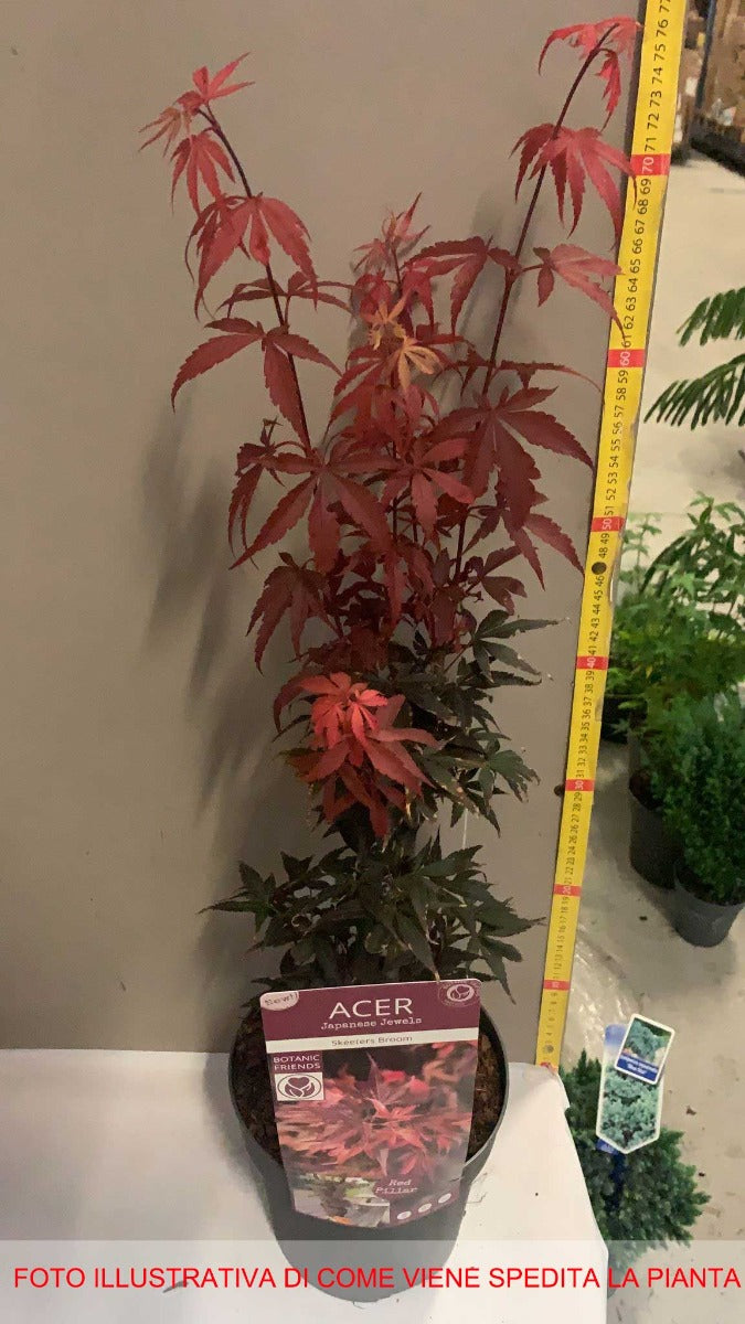 ACERO SKEETER'S BROOM VASO 19CM