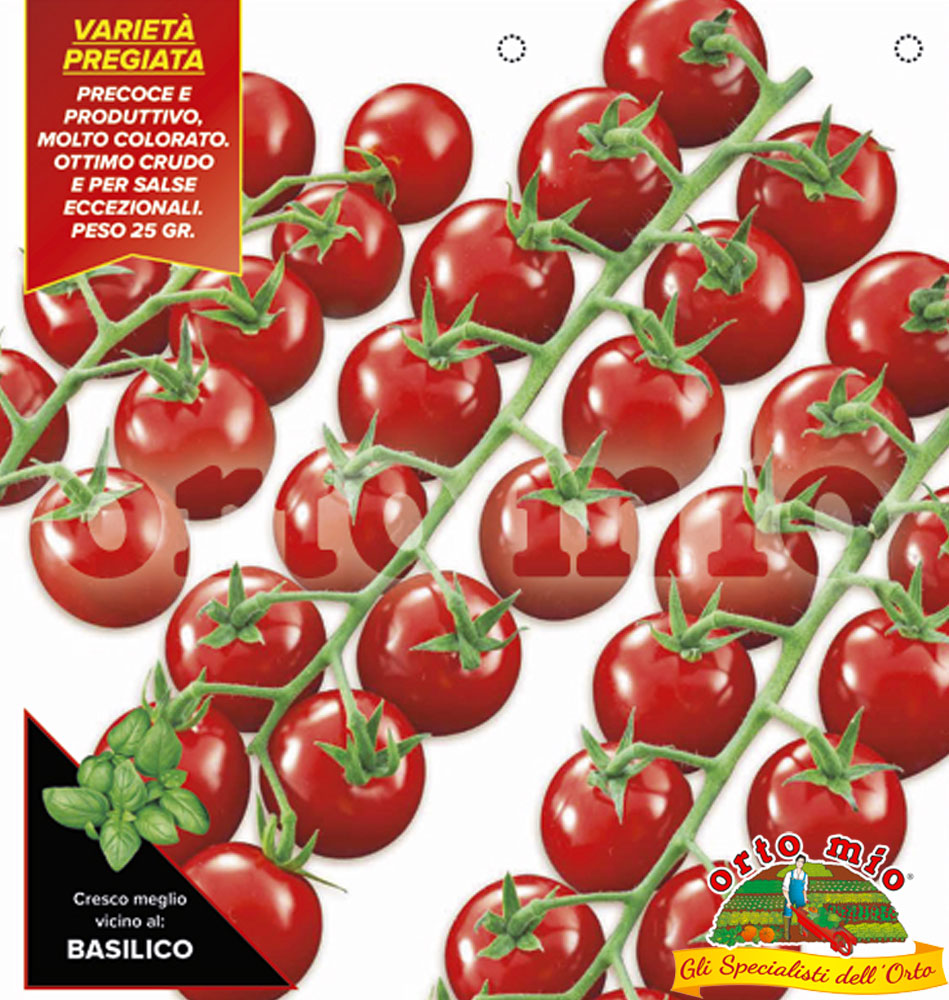 3 PIANTE IN VASO Ø 10CM DI POMODORO CILIEGINO PAKI