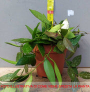 HOYA GRACILIS FIORE DI CERA VASO 12CM