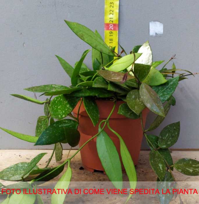 HOYA GRACILIS FIORE DI CERA VASO 12CM