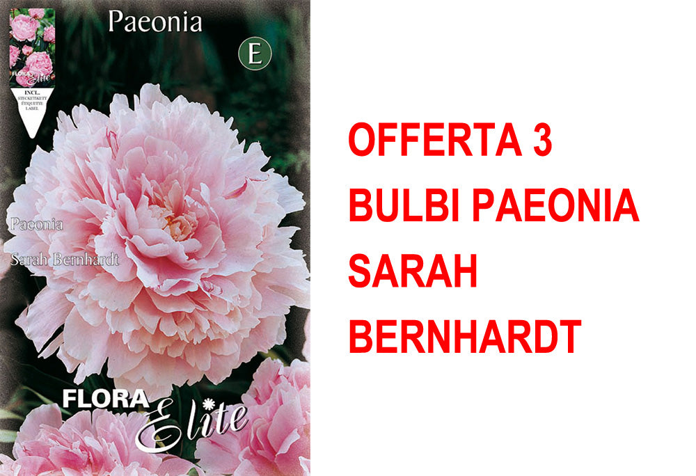 OFFERTA 3 BULBI PAEONIA SARAH BERNHARDT