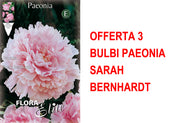 OFFERTA 3 BULBI PAEONIA SARAH BERNHARDT