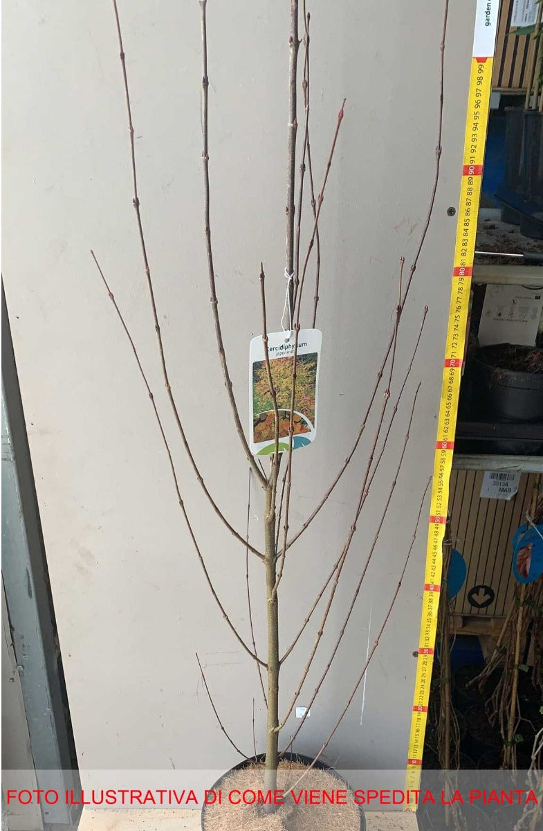 CERCIDIPHYLLUM JAPONICUM VASO 21CM