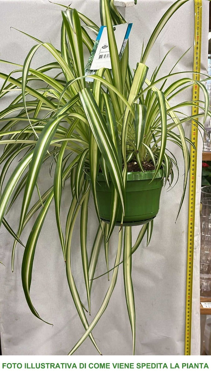 CHLOROPHYTUM COMOSUM VITATUM O NASTRINO VASO 14CM