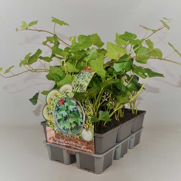 BOX 6 PIANTE EDERA HIBERNICA IN VASO 9CM