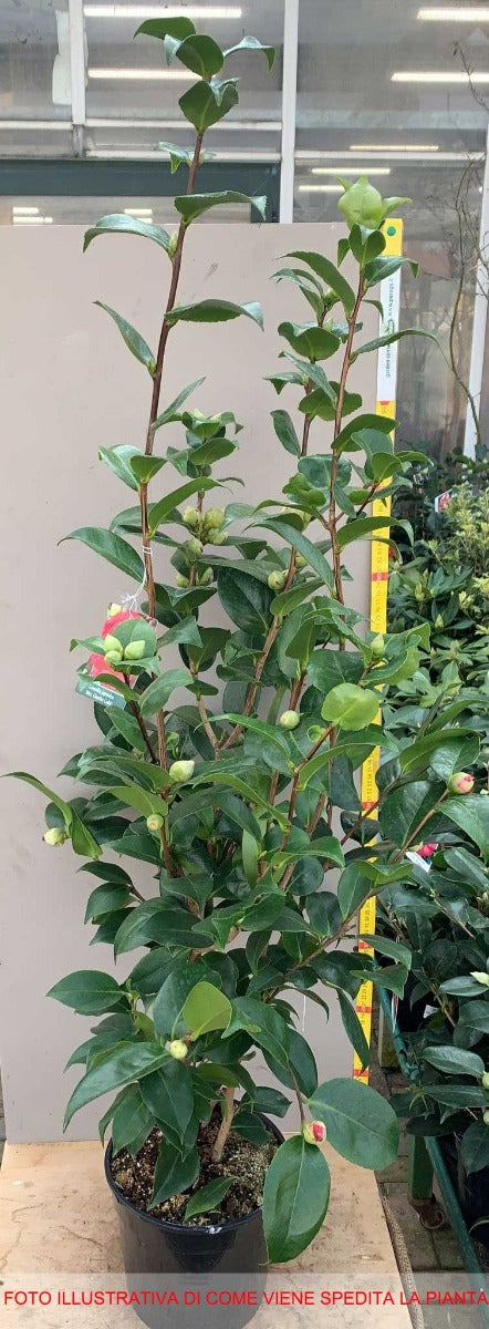 CAMELIA CHARLES COOB VASO 17CM