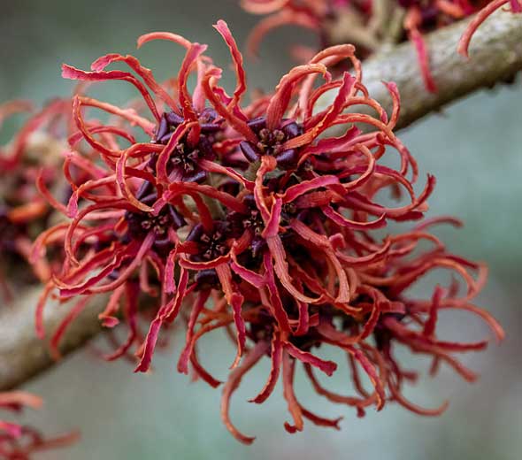 HAMAMELIS INTERMEDIA RUBIN ROSSO VASO 23CM