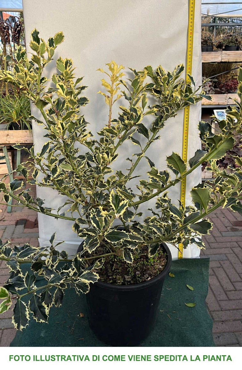 ILEX AGRIFOGLIO AQUIFOLIUM VARIEGATO VASO 24CM