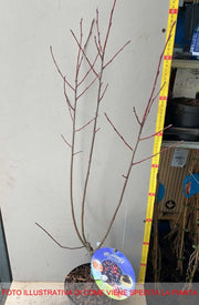 AMELANCHIER ALNIFOLIA SASKATOON BERRY IN VASO 19CM