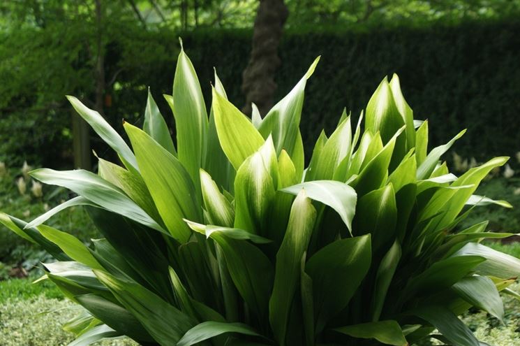 ASPIDISTRA ELATIOR VASO 15CM