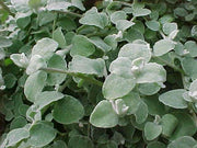 ELICRISO PETIOLARIS IN VASO DA 14CM
