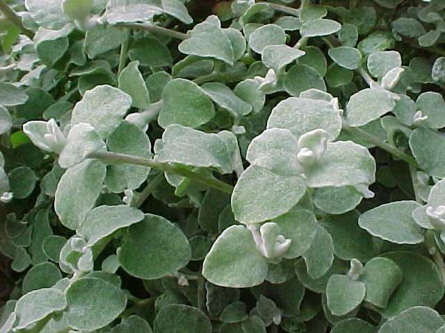 ELICRISO PETIOLARIS IN VASO DA 14CM