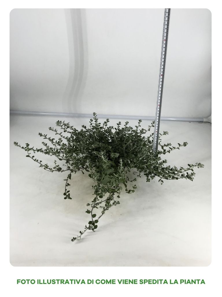 ELICRISO PETIOLARIS IN VASO DA 14CM