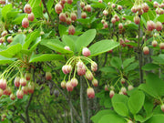ENKIANTHUS CAMPANULATUS VASO 19CM