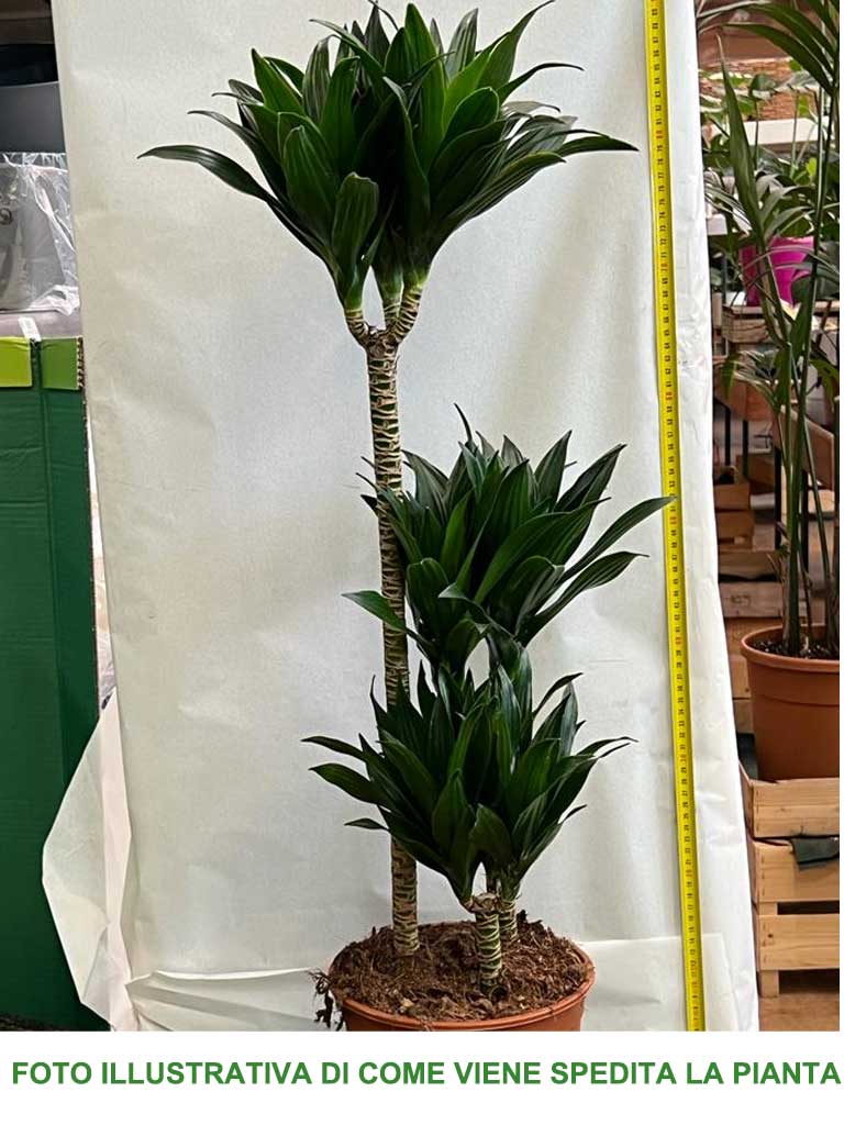 DRACENA COMPACTA TRONCHETTO DELLA FELICITÀ VASO 15CM H80CM