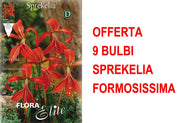 OFFERTA 9 BULBI SPREKELIA FORMOSISSIMA GIGLIO DEGLI ATZECHI
