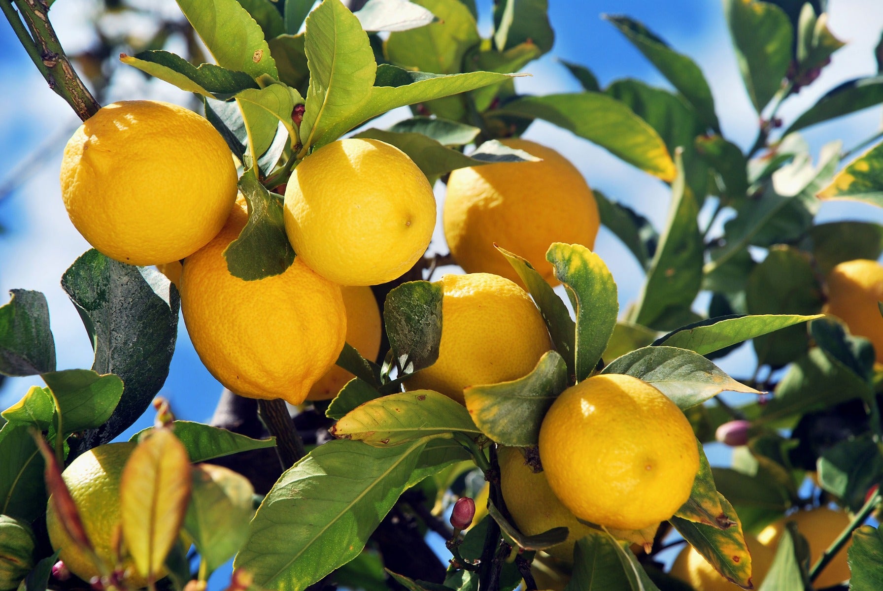 LIMONE CITRUS LIMON IN VASO DECORATO 22CM