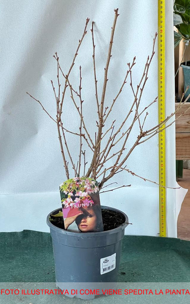 PRUNUS TRILOBA ROSENMUND MANDORLO DA FIORE IN VASO 17CM