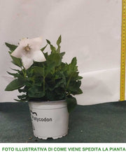 PLATYCODON  BIANCO CAMPANULA VASO 12CM