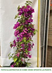 BOUGAINVILLEA VASO 18CM