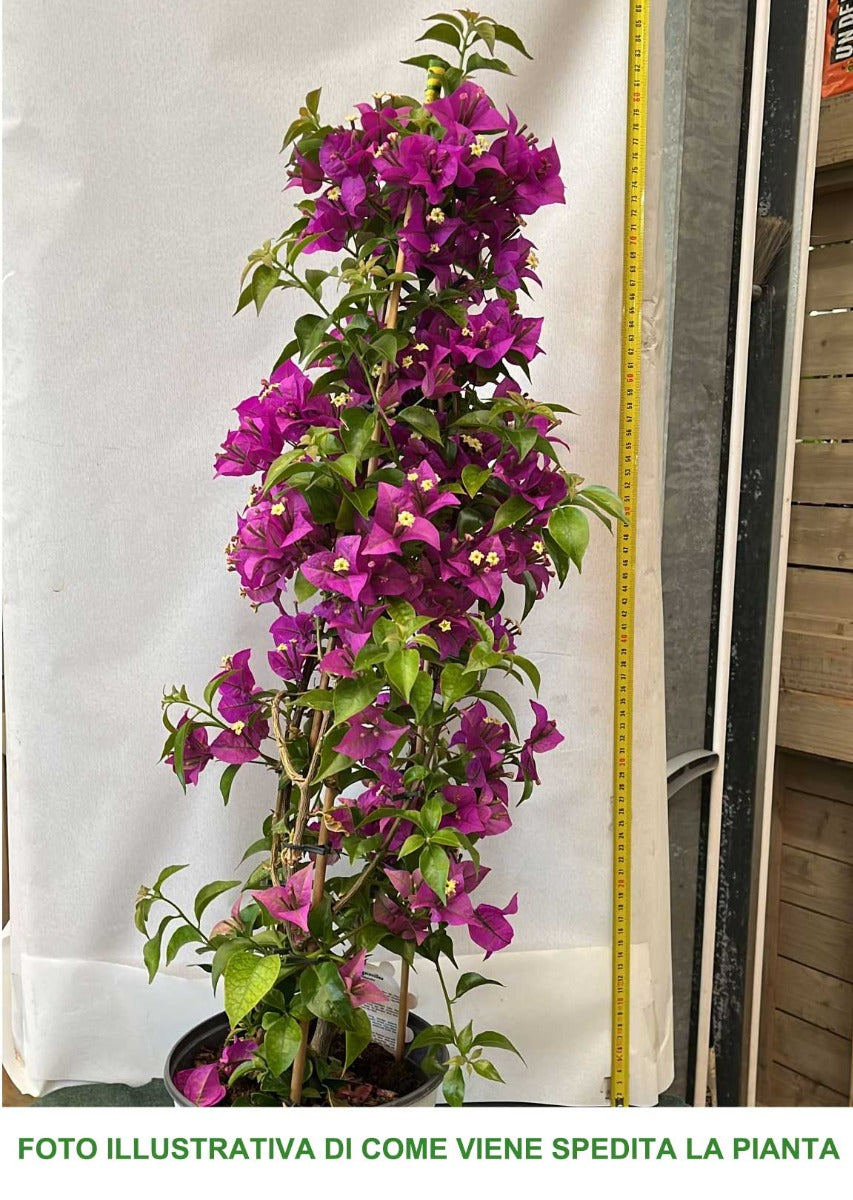 BOUGAINVILLEA VASO 18CM
