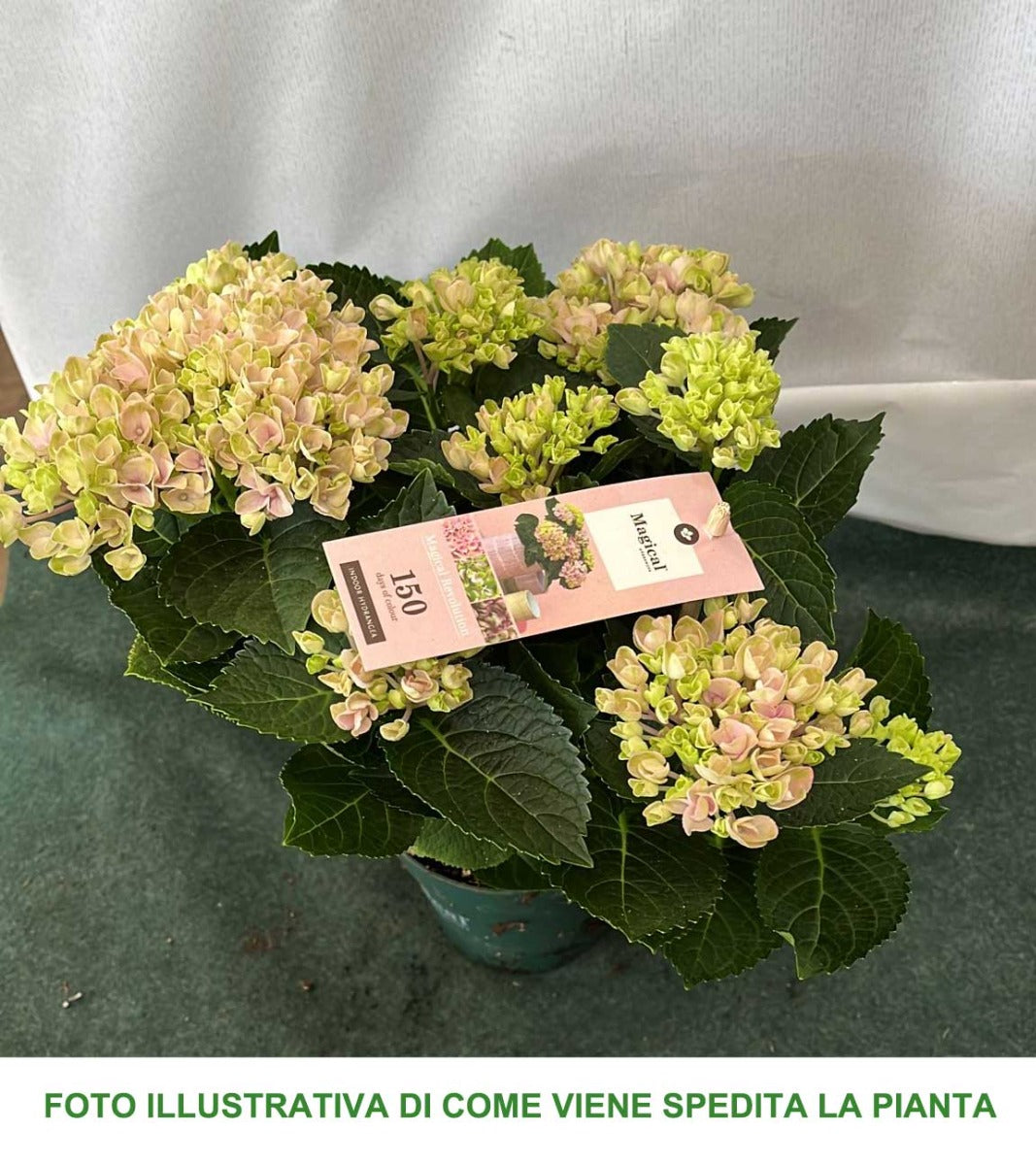 ORTENSIA HYDRANGEA MAGICAL REVOLUTION ROSA VASO 12CM