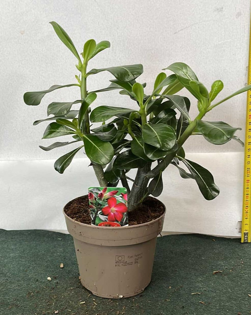 ADENIUM ROSSO ANOUK O ROSA DEL DESERTO VASO 14CM