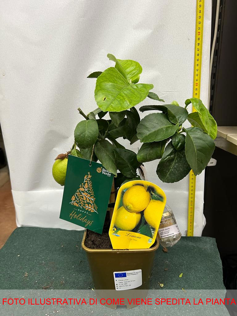 LIMONE CITRUS LIMON IN VASO 15CM