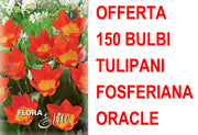 OFFERTA 150 BULBI TULIPANO FOSTERIANA ORACLE