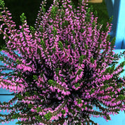ERICA CALLUNA GARDEN GIRLS FUCSIA IN VASO 13CM