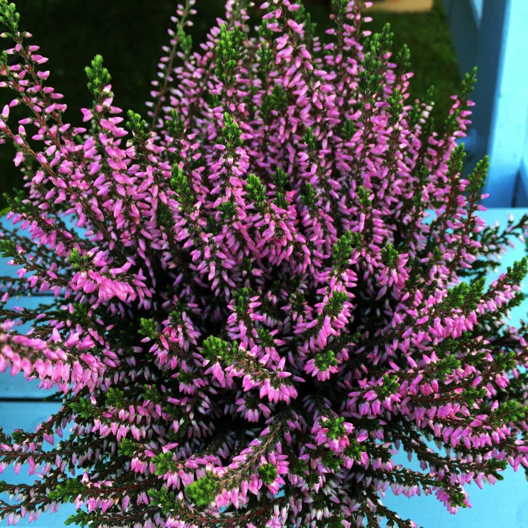 ERICA CALLUNA GARDEN GIRLS FUCSIA IN VASO 13CM