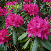 RODODENDRO ROSA SCURO IN VASO 18CM