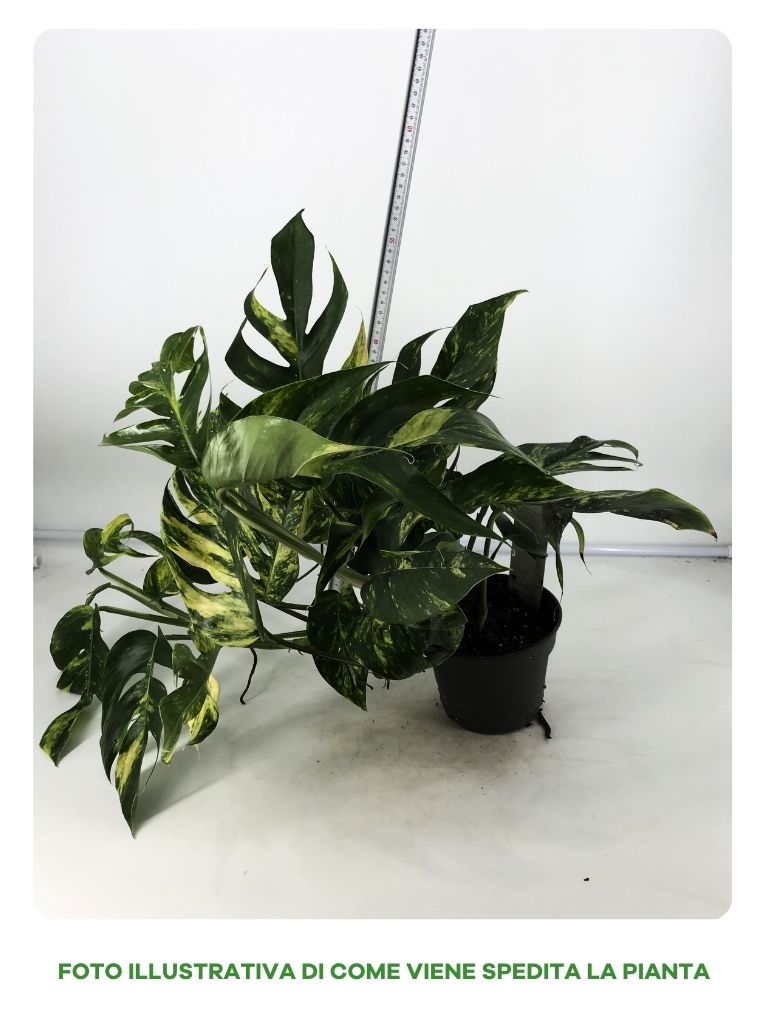 EPIPREMNUM GOLDFINGER IN VASO DA 17CM