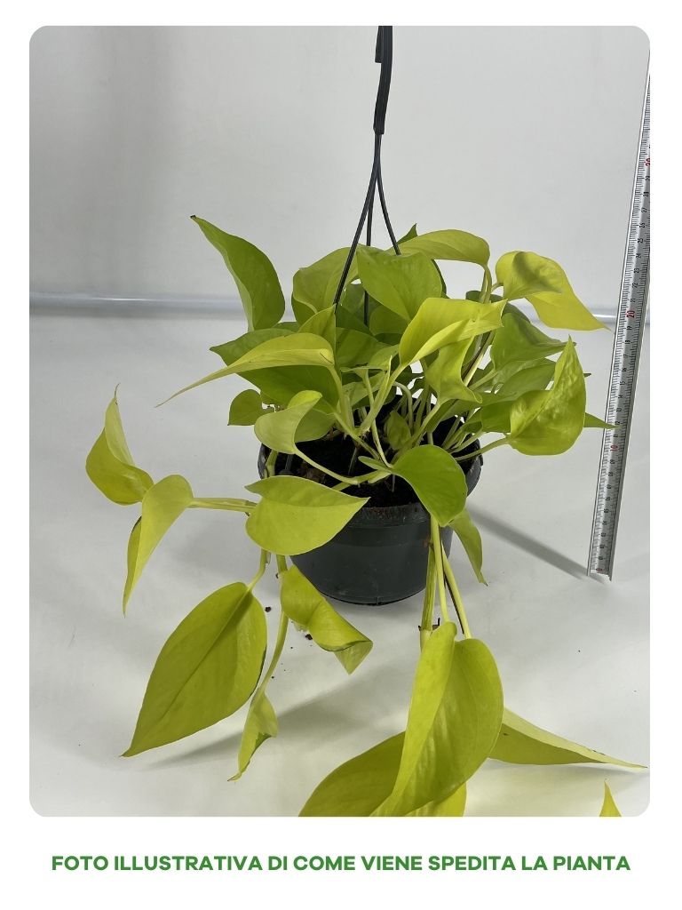 EPIPREMNUM HANGING IN BASKET 15CM