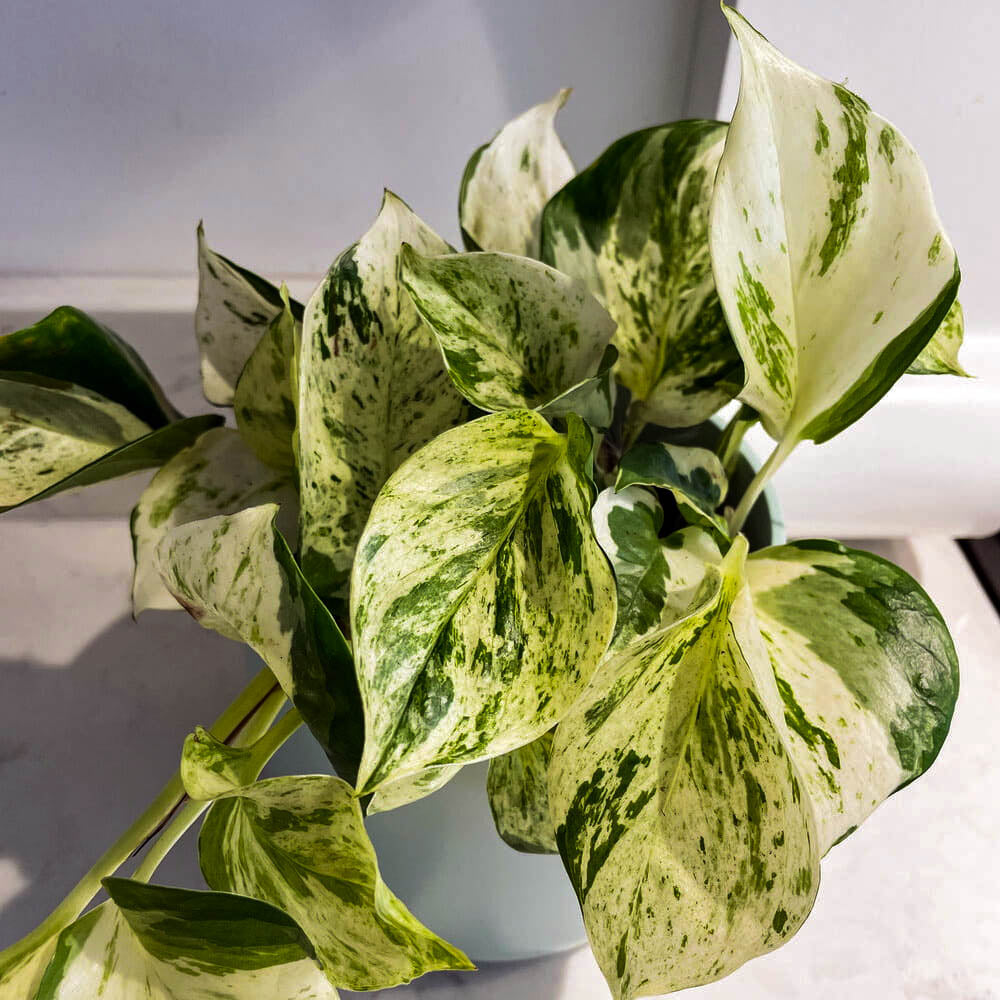 EPIPREMNUM HAPPY LEAF IN VASO 12CM