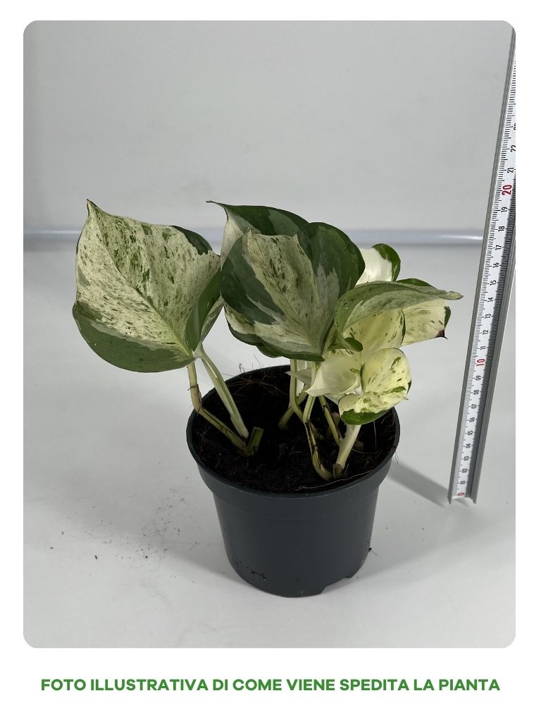 EPIPREMNUM HAPPY LEAF IN VASO 12CM